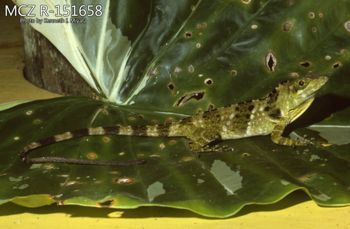 Media type: image;   Herpetology R-151658 Description: Photo of animal in life, taken in the field by Dr. Kenneth Ichiro Miyata. A slide of the photo was scanned in 2012 by Melissa Wooley.;  Aspect: lateral
